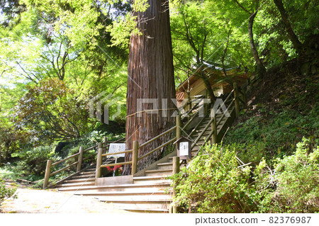 八月姬神社的權現雪松 82376987