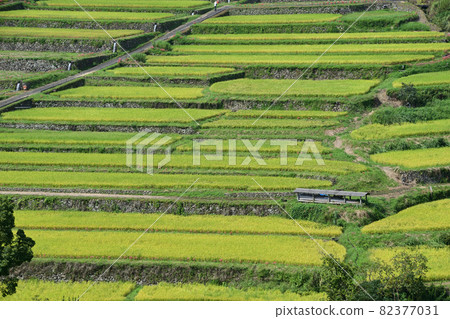 坂本梯田 / 秋景 坂本梯田 / 秋景 82377031