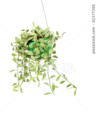 Green house ivy plant Hanging in flower pot isolated on white background 82377388