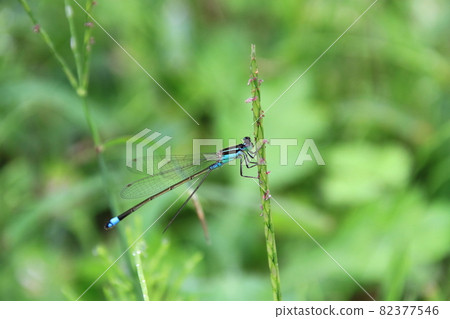 棲息在植物上的克羅伊豆娘 82377546