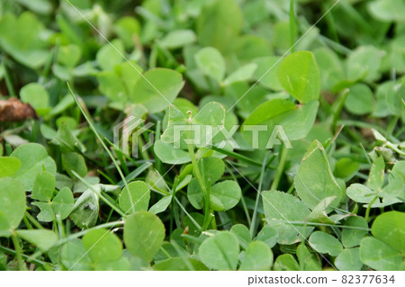 Weeds, grasses, wildflowers, lawns, plants, greens, trefoil, leaves, clovers, outdoors, turf Weeds, grasses, wildflowers, lawns, plants, greens, trefoil, leaves, clovers, outdoors, turf 82377634