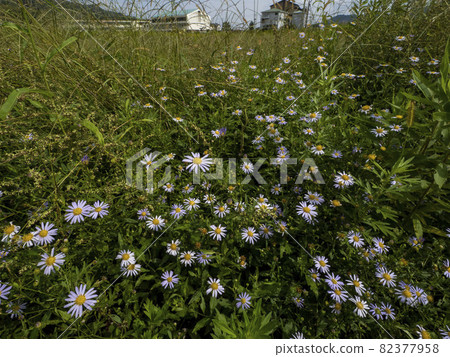 Aster yomena blooming in the grass 82377958