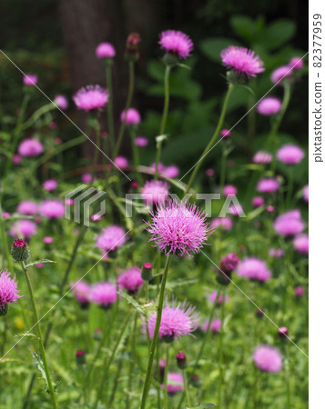 No Scenic Flower 82377959