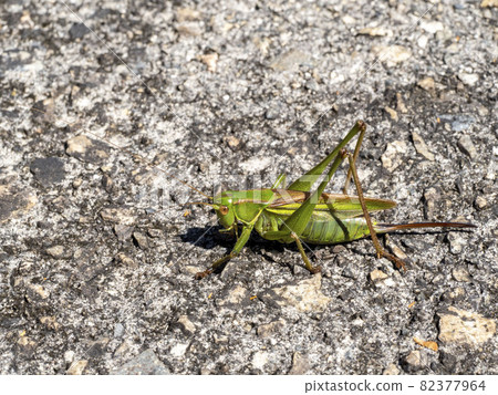 Female Nishiki grasshopper on the ground 82377964
