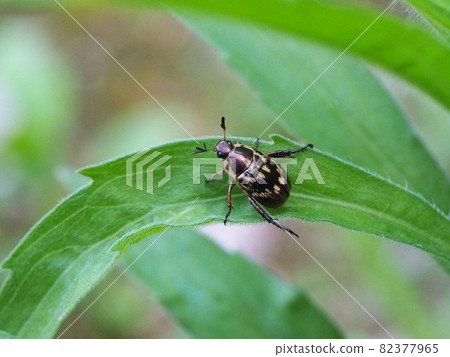 Semarathogene 82377965