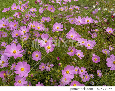 粉紅色的宇宙 82377966