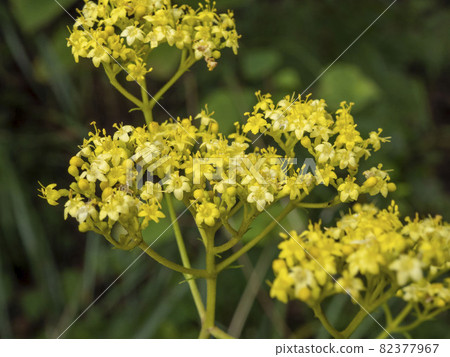 奧米娜的花 奧米娜的花 82377967
