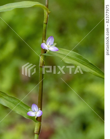 牡丹花 牡丹花 82377975