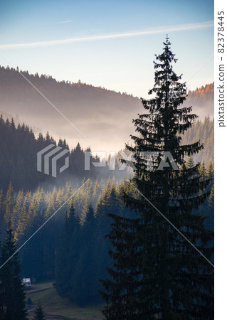 coniferous forest of apuseni natural park. beautiful mountain landscape in autumn coniferous forest of apuseni natural park. beautiful mountain landscape in autumn 82378445