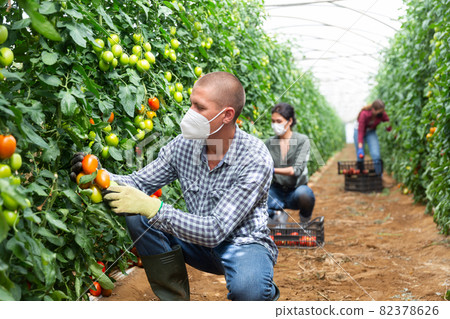 Group of workers picking tomatoes 82378626