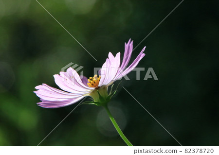Flowers Flowers 82378720