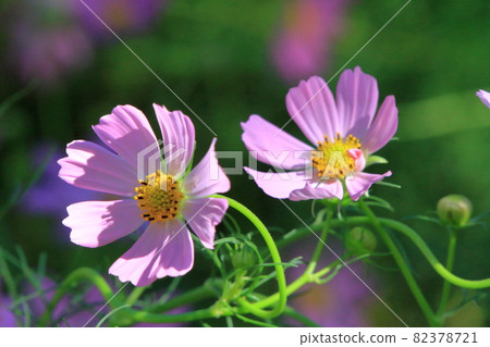 Flowers Flowers 82378721