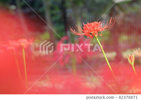 Cluster amaryllis 82378871