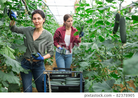Women picking cucumbers 82378905