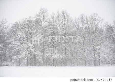 Winter landscape with snowy trees and snowflakes. 82379712