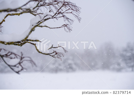 Tree branche in the snow. Winter landscape with snowy Tree branche in the snow. Winter landscape with snowy 82379714