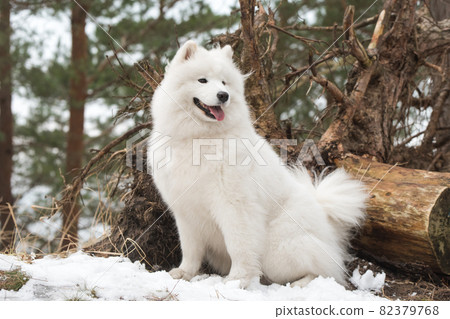 Samoyed white dog is sitting in the winter forest 82379768