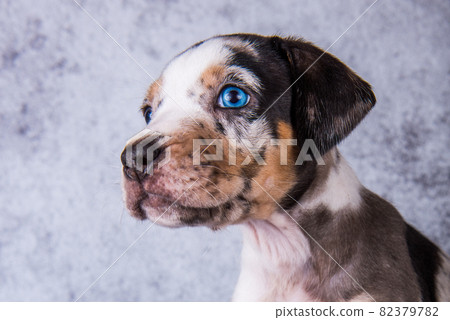 Louisiana Catahoula Leopard Dog puppy close up portrait 82379782