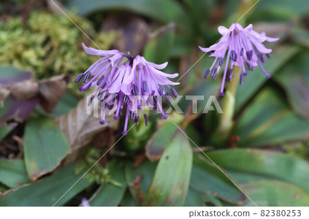 Heloniopsis orientalis 開花在山春天 Heloniopsis orientalis 開花在山春天 82380253