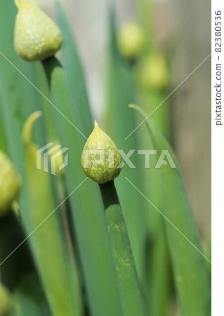 田間大蔥:大蔥蝴蝶結是春天製作的 田間大蔥:大蔥蝴蝶結是春天製作的 82380536