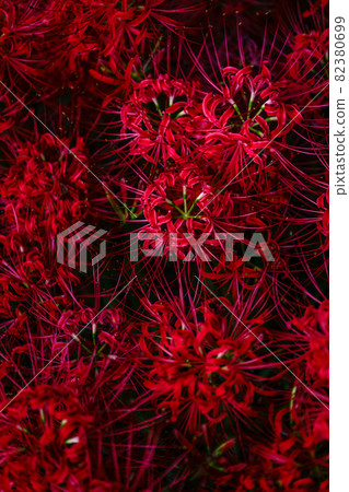 Higanki花秋天圖像 82380699