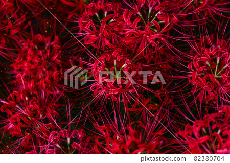 Higanki flower autumn image 82380704