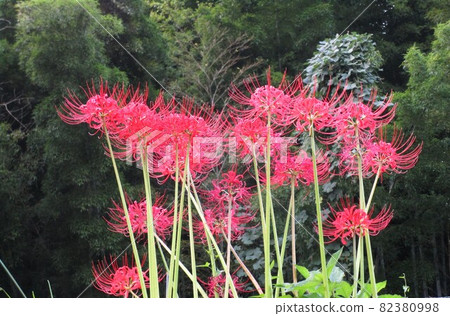 群集孤挺花 82380998