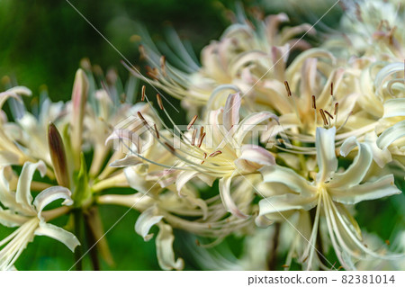 群集孤挺花 82381014