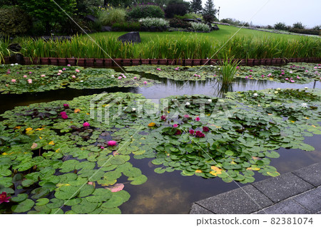 睡蓮 82381074