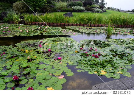 睡蓮 82381075