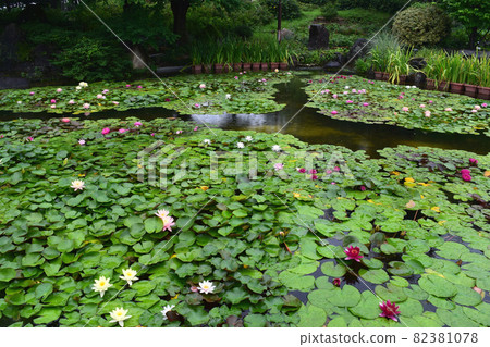 Water lilies 82381078
