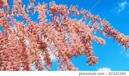 檉柳（歐洲檉柳）和藍天景觀 82381260