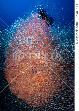 Apogon lineatus & Apogon lineatus Apogon lineatus & Apogon lineatus 82381311