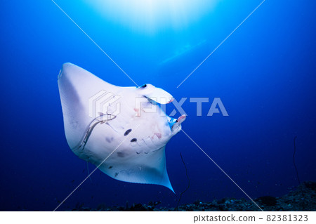 Manta 82381323