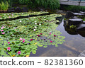 Water lilies 82381360