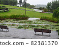Water lilies 82381370