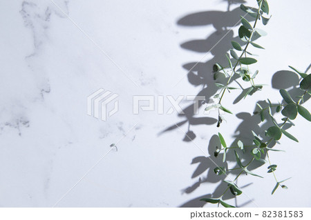 Leaves of eucalyptus, a foliage plant. There is a white background and copy space. 82381583