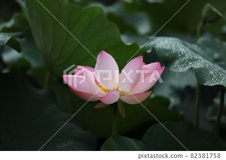 一朵蓮花 一朵蓮花 82381758