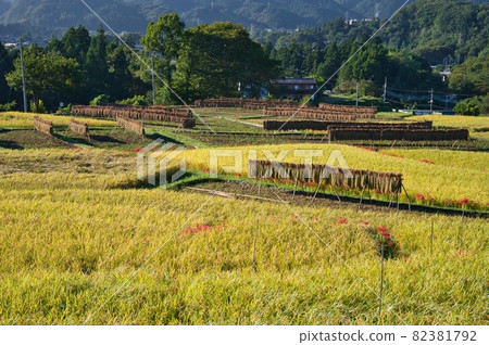 Golden Terasaka Rice Terrace with a hemming and seaming 《Chichibu-gun》 Golden Terasaka Rice Terrace with a hemming and seaming 《Chichibu-gun》 82381792
