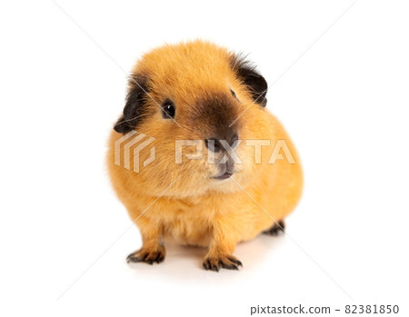 Attentive guinea pig over white Attentive guinea pig over white 82381850