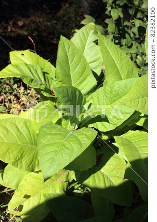 Growing tobacco plants Growing tobacco plants 82382100
