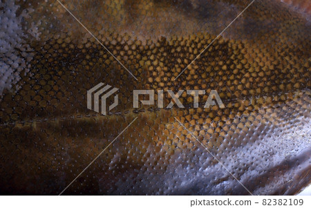 Rock sole background. Flounder variety 82382109