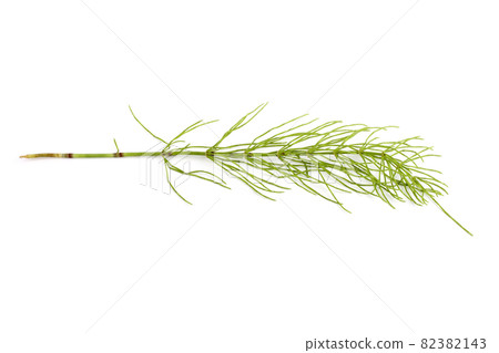 Horsetail isolated on white 82382143