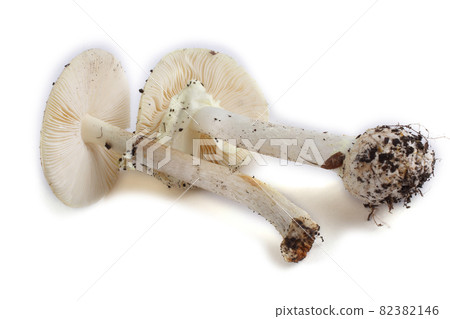 Amanita verna (destroying angel, mushroom fool, fool's mushroom). Deadly poisonous mushroom 82382146