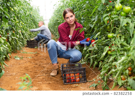 Man and girl picking tomatoes 82382258