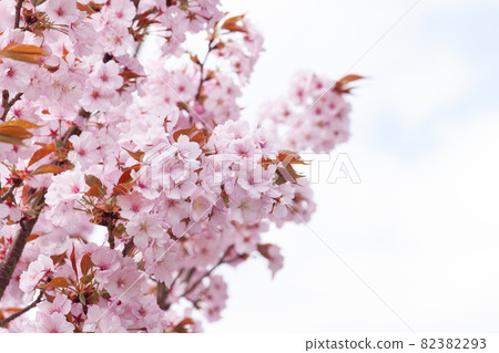 Sakura "Yaemurasaki Sakura" 82382293