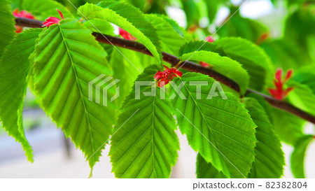 Landscape with leaves of carpinus laxiflora 82382804