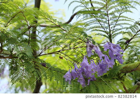 Jacaranda Jacaranda 82382814
