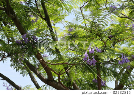 Jacaranda Jacaranda 82382815