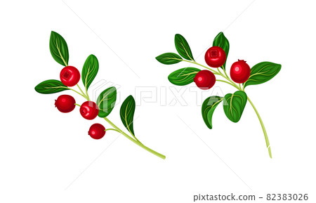Cranberry sprigs with fresh ripe berries and green leaves set vector illustration Cranberry sprigs with fresh ripe berries and green leaves set vector illustration 82383026